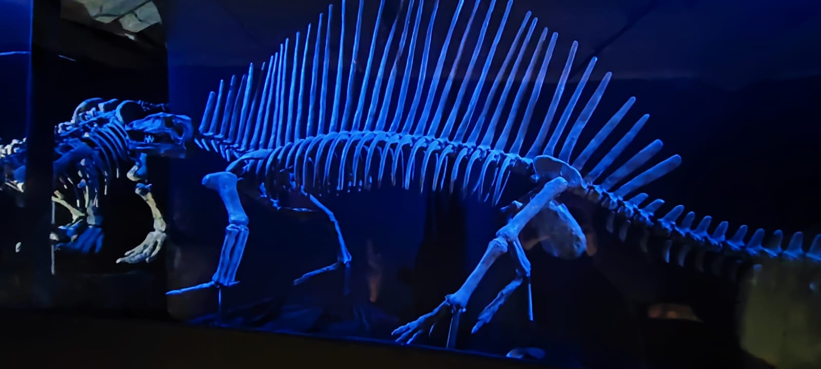 Skeleton of Dinosour in Stockholm Dinoworld