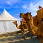 Decorated camel cart at Rann Utsav