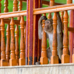 Monkey playing on the railings of Assam